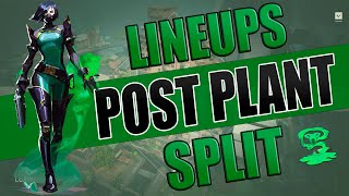 🐍19 LINEUPS VIPER SPLIT  POST PLANT🏆 [upl. by Estren]