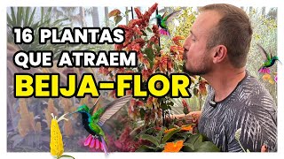 16 PLANTAS QUE ATRAEM BEIJAFLOR [upl. by Lauretta]