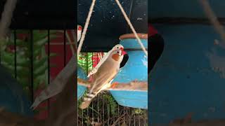 Finch enjoy swinging 🕊️  Bird video  zebrafinch finch finches shorts cute birds bird yt [upl. by Masao442]