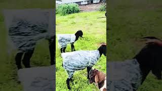 Goats wearing raincoat 🤣rooftop GOAT farming facts fun pets animals rain earn [upl. by Yenar]