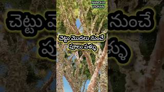 తాబేలు తిరిగే ప్రాంతంలో youtubeviral telugufacts shortvideo frouts flowers trees [upl. by Jannelle]