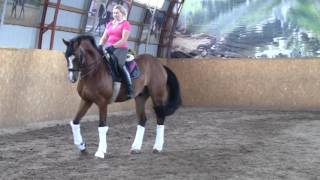 SOLD Grand prix dressage gelding for CDI level [upl. by Auqinu]