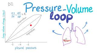 PressureVolume Loops  Compliance  Respiratory Physiology [upl. by Eno285]