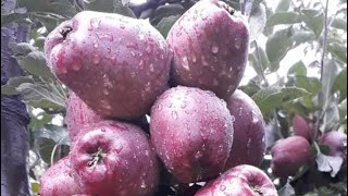 JEROMINE APPLE VARIETY HARVEST TIME15921 [upl. by Hulbard916]