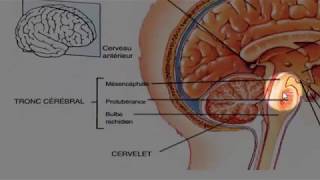 Généralités sur l’anatomie de lencéphale [upl. by Ahsiakal]