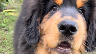 Tibetan Mastiff puppy attacked me  Tibetan Mastiff dog  Nawaaab [upl. by Haonam725]