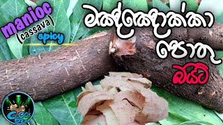 how to make Manioc chips recipe sri lankan style  crispy manioc chip recipes  මඤ්ඤොක්කා පොතු [upl. by Omari]