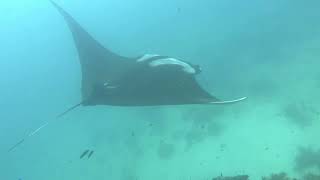 Jurassic park’s unexpected spa day with Oceanic Manta Rays [upl. by Ecyob]