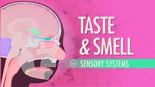 Taste amp Smell Crash Course Anatomy amp Physiology 16 [upl. by Llevart]