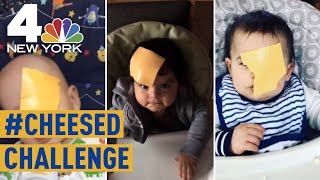 What is the Cheesed Challenge Viral Videos Show Parents Tossing Cheese on Babies  NBC New York [upl. by Melvina]