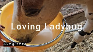 Loving Ladybug  Raven  Auction Mare Update  Small Farm Life Vlog  Horses  Goats  Orphan Foal [upl. by Ardnasal]