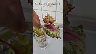 Propagating a Begonia Rex plant from leaf cuttings plants begonia propagation plantlover [upl. by Natasha]