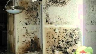 What does Mold look like [upl. by Burkley]