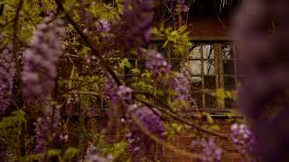 Wisteria Flowers IV  Tbilisi  Georgia [upl. by Corel]