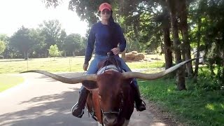 Riding Texas Longhorn Saddle Cow PREMIER ASTORIA [upl. by Appilihp705]