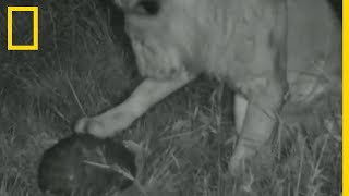 Un pangolin se défend contre un lion [upl. by Hgierb]