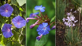 3 Plantas de flores azules y lilas para zona de jardín  Decogarden  Jardinatis [upl. by Allecram134]