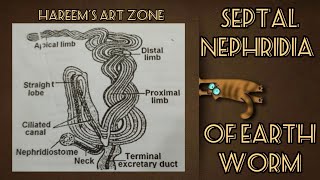 Easy way to draw septal nephridia body of earth worm How to draw septal nephridia  satisfying [upl. by Montfort]