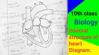 Heart diagram  class 10  Biology  Transportation  AP amp TS [upl. by Sadonia]