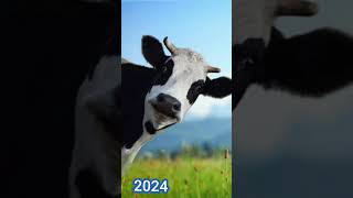 Cow 2024 bc 4000 later 😱 shorts viral [upl. by Betti]