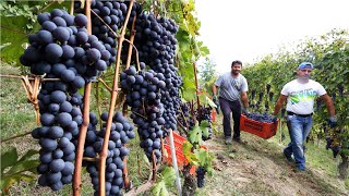 Amazing Grape Harvesting and Processing Grape Juice 🍇  Modern agricultural harvesting machines [upl. by Aitnahs345]