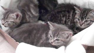 Hissing kittens sound like SNAKES Cutest feral kittens [upl. by Pinebrook]