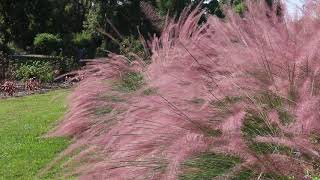 Pink Flamingo Muhly grass Muhlenbergia x Pink Flamingo  Plant Identification [upl. by Abad324]