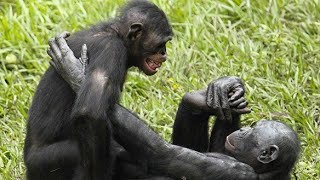 love of bonobosbonobos vs chimpanzeewild wives of Africa [upl. by Barmen213]