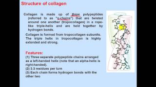 Biochemistry Second  dr sameeh  Protein 3  Classification of proteins [upl. by Airakaz]