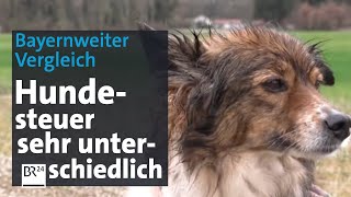 Bayernweiter Vergleich Deutliche Unterschiede bei der Hundesteuer  Abendschau  BR24 [upl. by Akehsar]