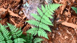 Dryopteris expansa [upl. by Gnut]