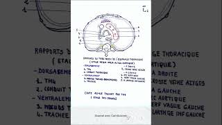 Rapports de l oesophage thoracique interazygoaortique ou tiers moyen [upl. by Ahsinahs461]