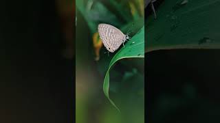 Metallic cerulean Lycaenidae Gossamerwinged butterflies Coorg Monsoon Conservation [upl. by Kram400]