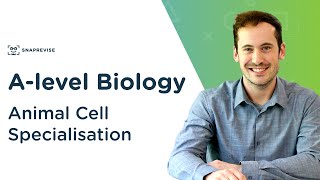 Animal Cell Specialisation  Alevel Biology  OCR AQA Edexcel [upl. by Lisan]