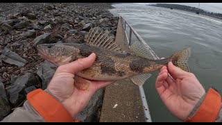 Catching Sauger Below A Dam [upl. by Ellinad]