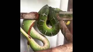 Green python giving birth [upl. by Lizabeth827]