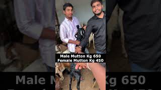 Golnaka Live Goat Rates happydussehra dussehra goats sheeps streetfood sheep viralvideo [upl. by Neerual]