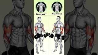 Bicep Workouts Explained Know the Difference to Maximize Your Gains [upl. by Nam]