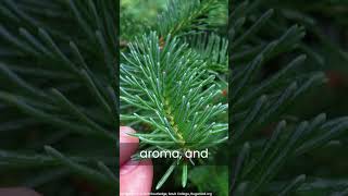 Abies Balsamea balsamfir balsam christmastree coniferoustree evergreentree pinaceae timber [upl. by Abita467]