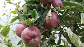 Supercheif apple in 7200 feet on 24 July 2023 [upl. by Nalaf]