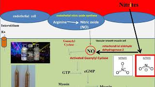 The Pharmacology of The Vasodilators amp The Treatment of Angina Pectoris 2 [upl. by Heall]