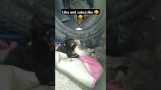 WWE kitten 😅 satho ko ek sath maruga youtubeshorts shortvideo cuteanimals [upl. by Acul]