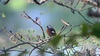 ジョウビタキ Daurian Redstart 1st sighting fall 2023 [upl. by Eiliah]