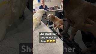 Watch my parrot stick her tongue out at a dog 🤣 parrot dog funny cuteanimals youtubeshorts [upl. by Learsi267]