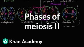 Phases of meiosis II  Cells  MCAT  Khan Academy [upl. by Takashi]