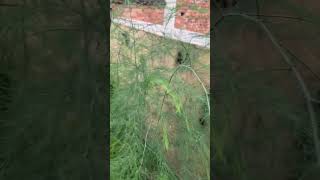 Growing asparagus plant🌱🌱asparagusterracegardenshortsyoutubeshorts [upl. by Stevy]