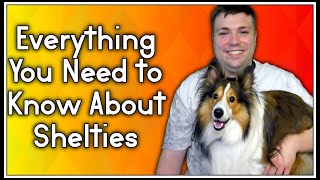 Everything You Need To Know About Shelties Shetland Sheep Dog MumblesVideos [upl. by Beverlee]