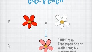 Intermediär och kodominant nedärvning gammal [upl. by Nomrej]