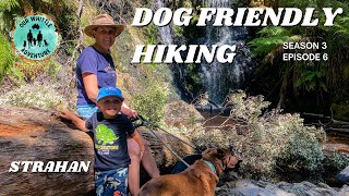 DOG FRIENDLY HIKING  West Coast of Tasmania  Strahan [upl. by Adnolay553]