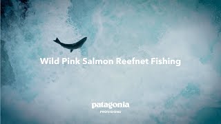 Wild Pink Salmon Reefnet Fishing  Patagonia Provisions [upl. by Sikleb]